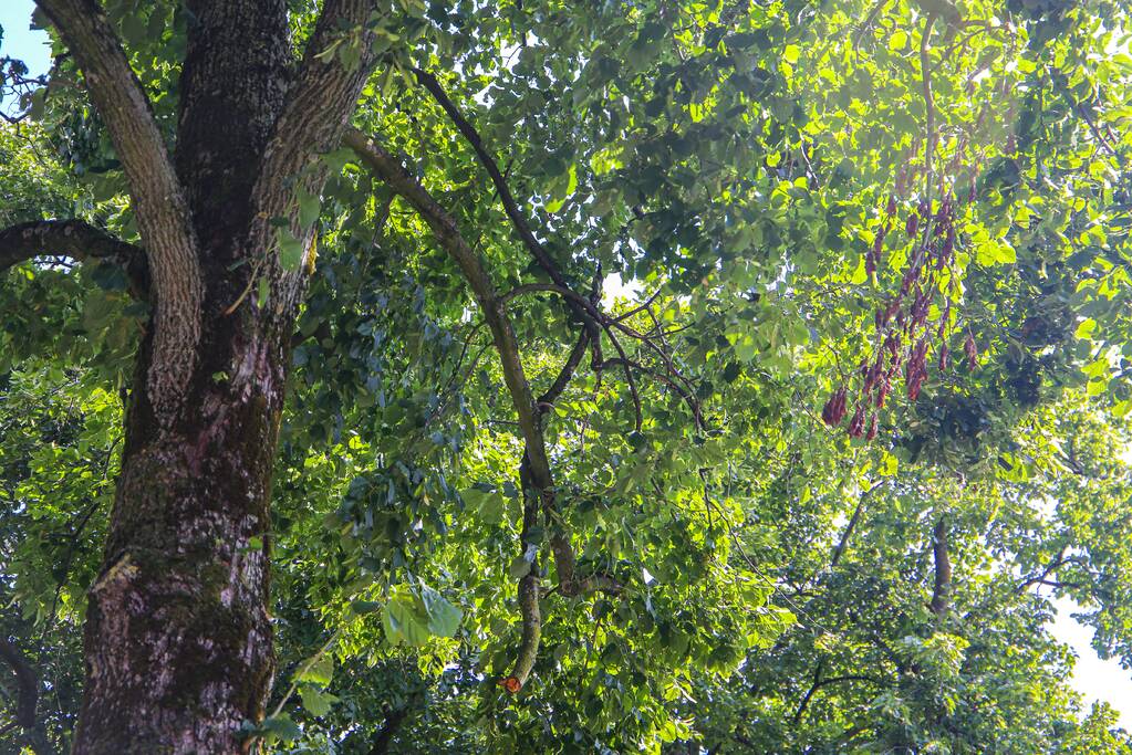 Brandweer verwijdert gevaarlijk hangende takken