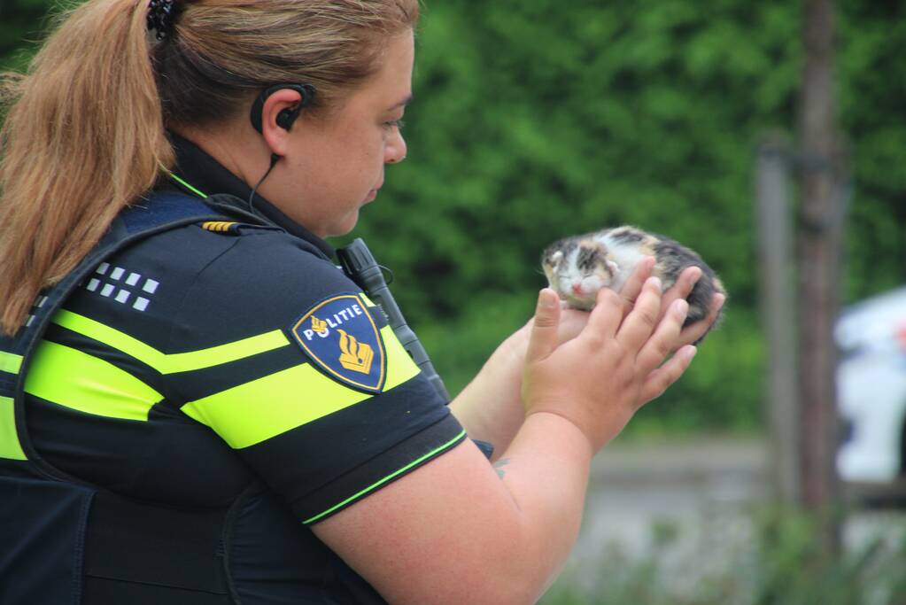 Huisdieren gered bij flinke brand in flatgebouw