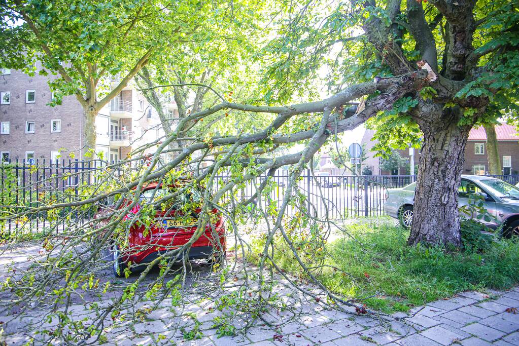 Grote tak breekt af en beschadigt personenwagen