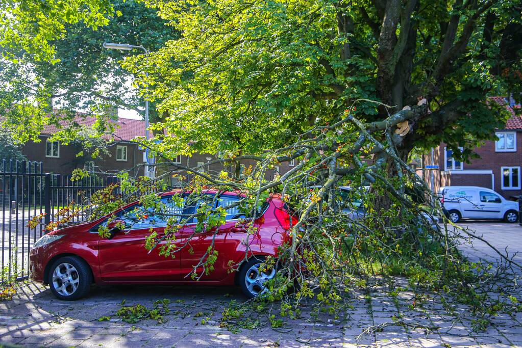 Grote tak breekt af en beschadigt personenwagen