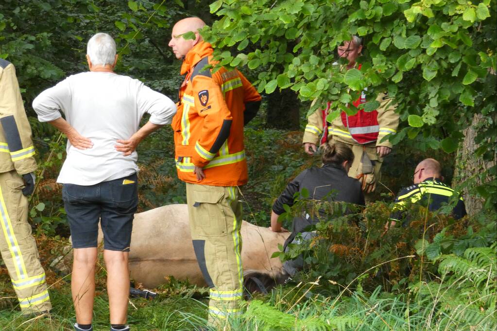 Paard schrikt en vliegt met kar over de kop