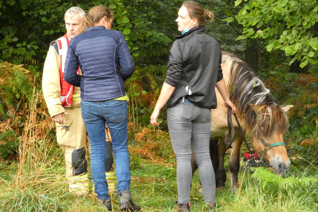 Paard schrikt en vliegt met kar over de kop
