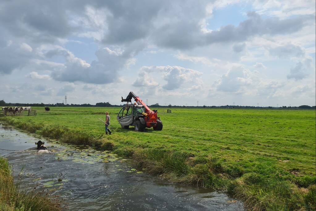 Brandweer bevrijdt koe uit sloot