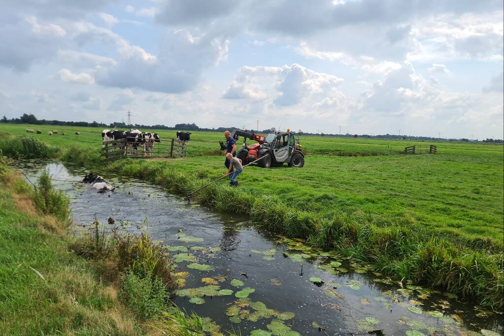 Brandweer bevrijdt koe uit sloot