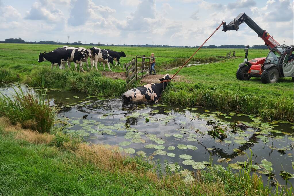 Brandweer bevrijdt koe uit sloot