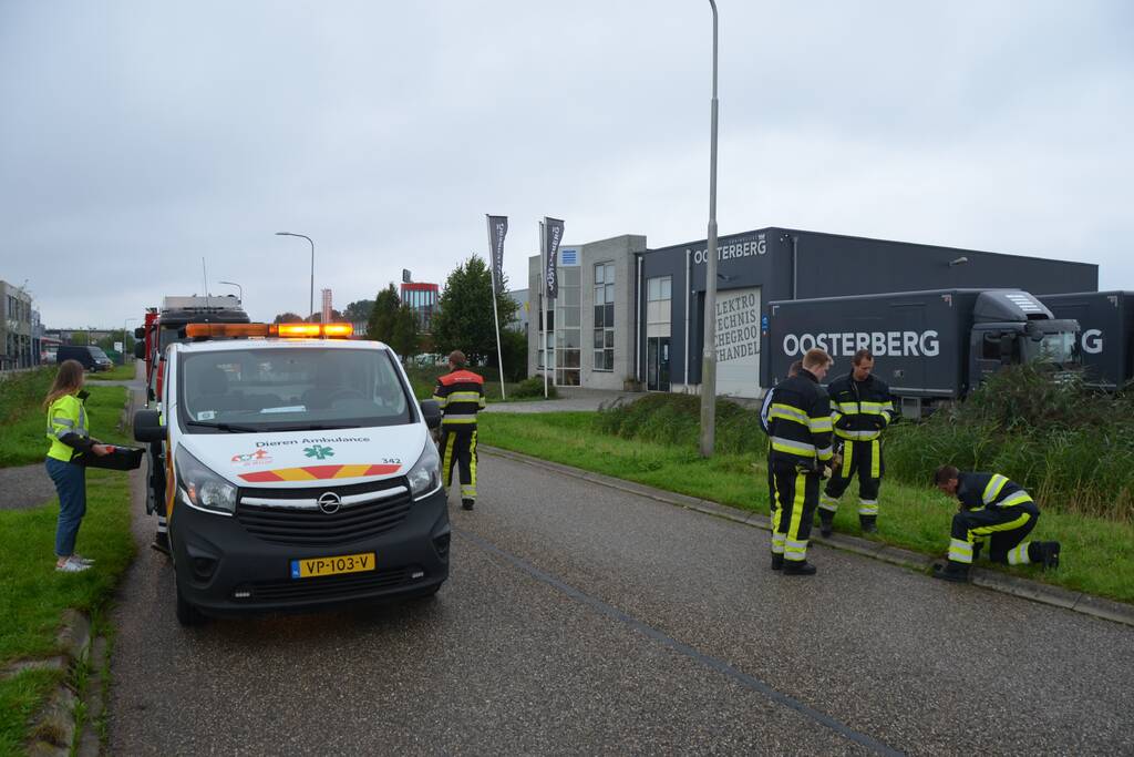 Meerkoet overleden door val in put