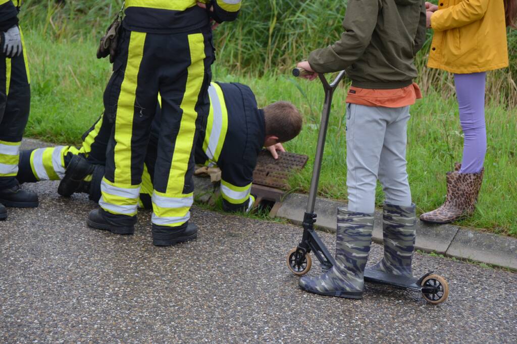 Meerkoet overleden door val in put
