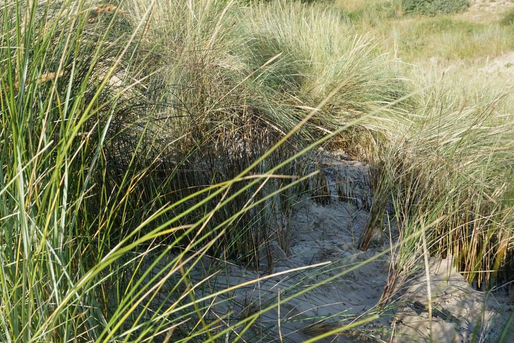 Personen stichten brand in duinen