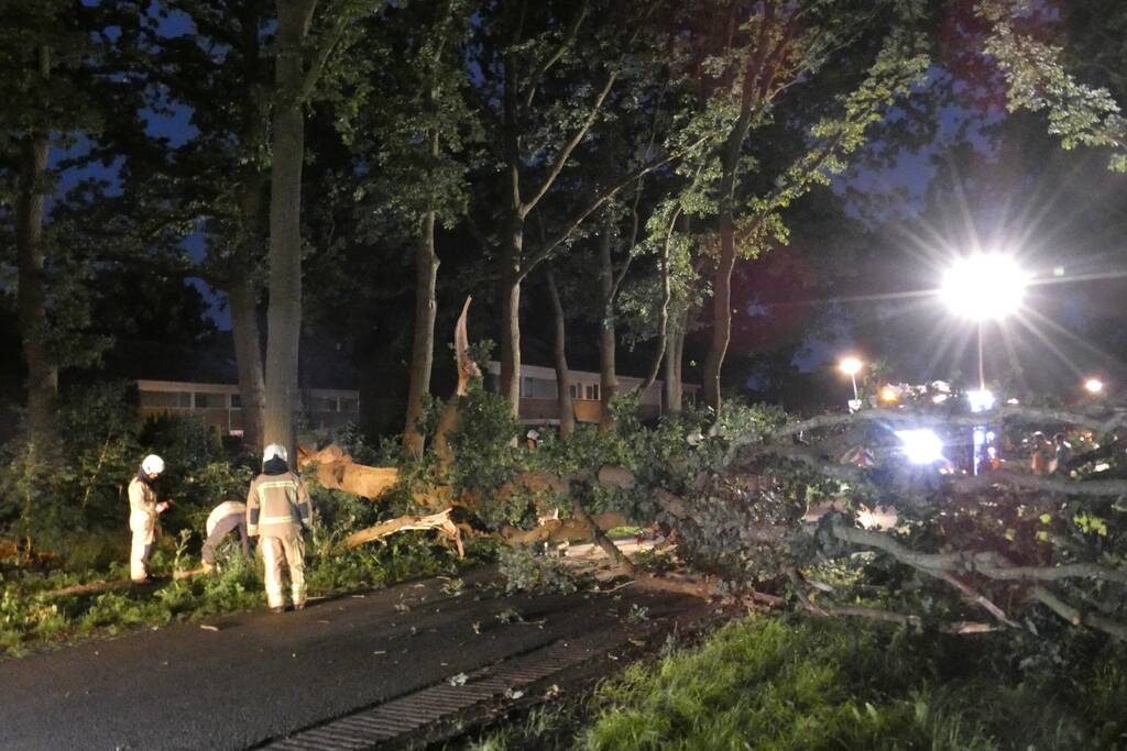Twee grote bomen vallen op weg