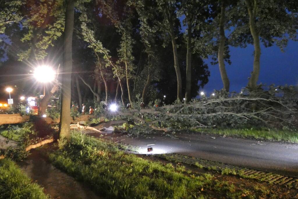 Twee grote bomen vallen op weg