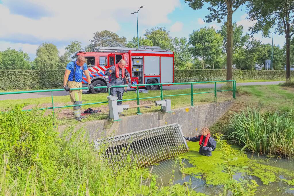 Zwaan vast in rooster in Male Wetering onder wegdek