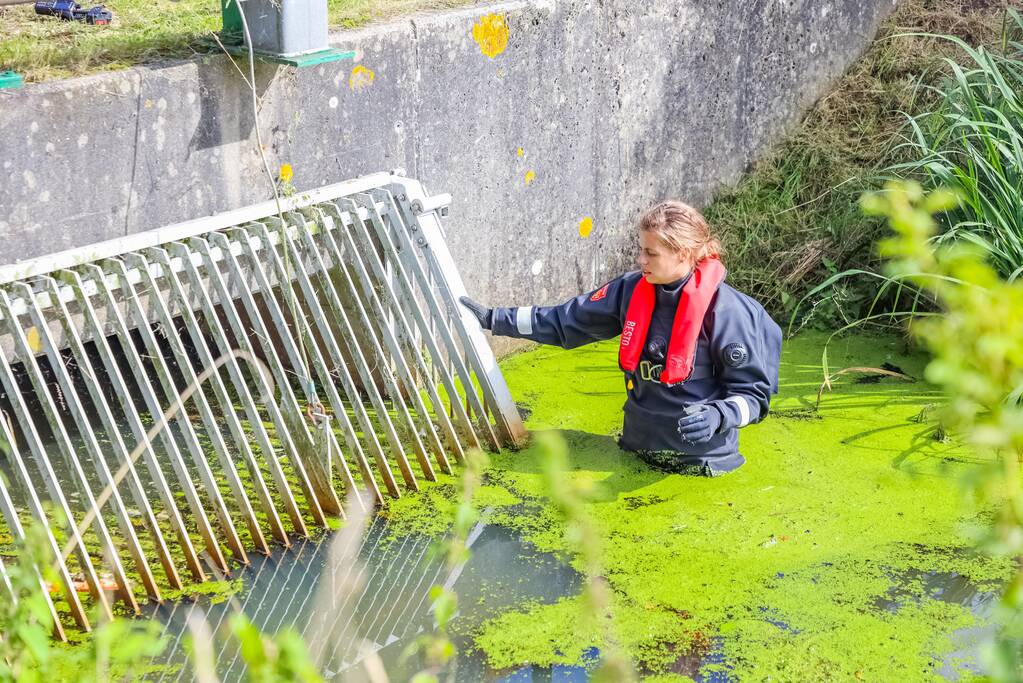 Zwaan vast in rooster in Male Wetering onder wegdek