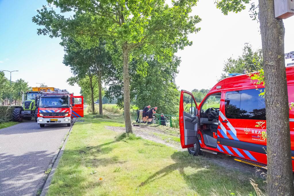 Zwaan vast in rooster in Male Wetering onder wegdek