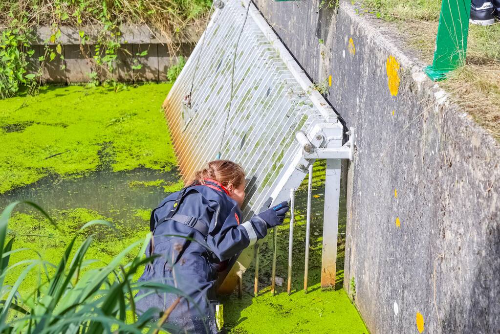 Zwaan vast in rooster in Male Wetering onder wegdek