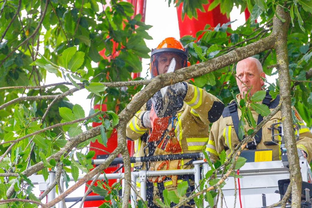 Buurtbewoners halen auto's weg voor gevaarlijk hangende tak