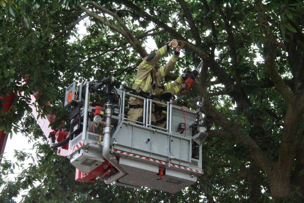 Buurtbewoners halen auto's weg voor gevaarlijk hangende tak