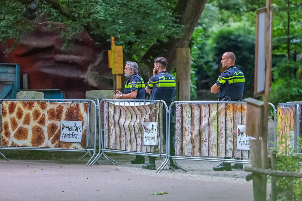 Twee wolven in Dierenpark Amersfoort ontsnapt uit hun verblijf