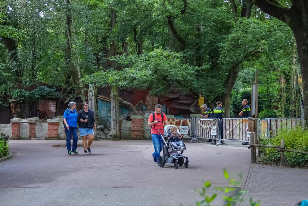 Twee wolven in Dierenpark Amersfoort ontsnapt uit hun verblijf