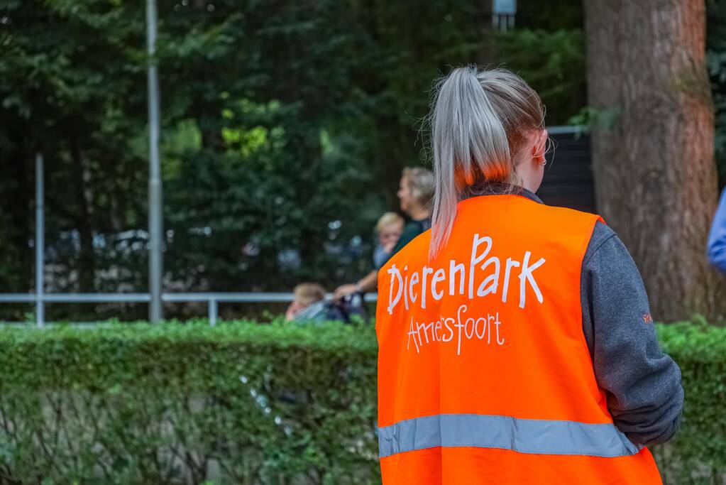 Twee wolven in Dierenpark Amersfoort ontsnapt uit hun verblijf