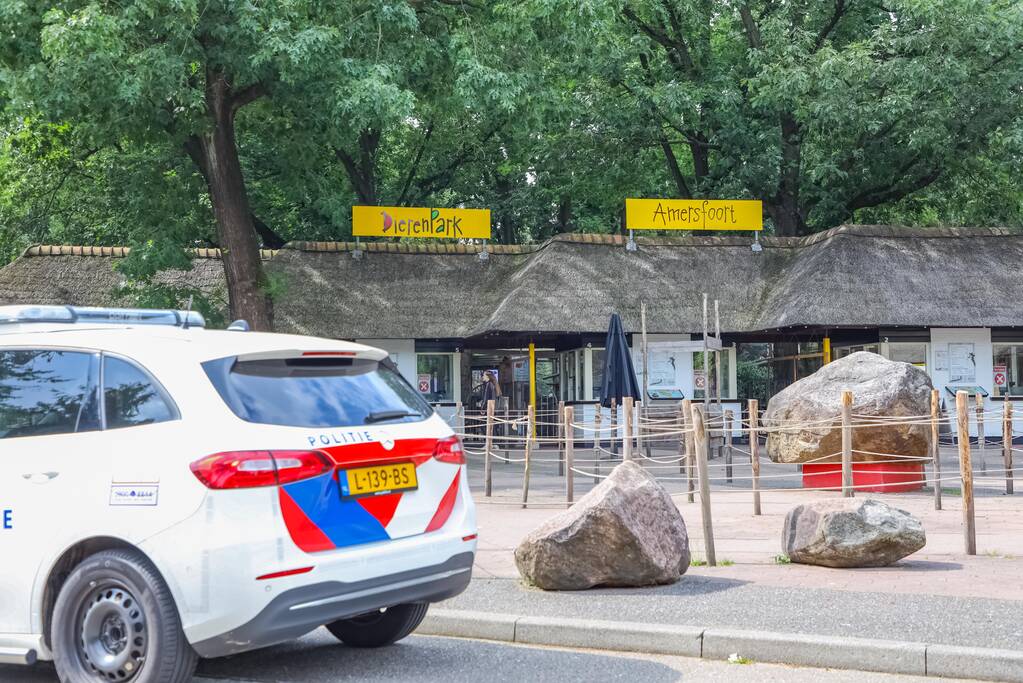 Twee wolven in Dierenpark Amersfoort ontsnapt uit hun verblijf