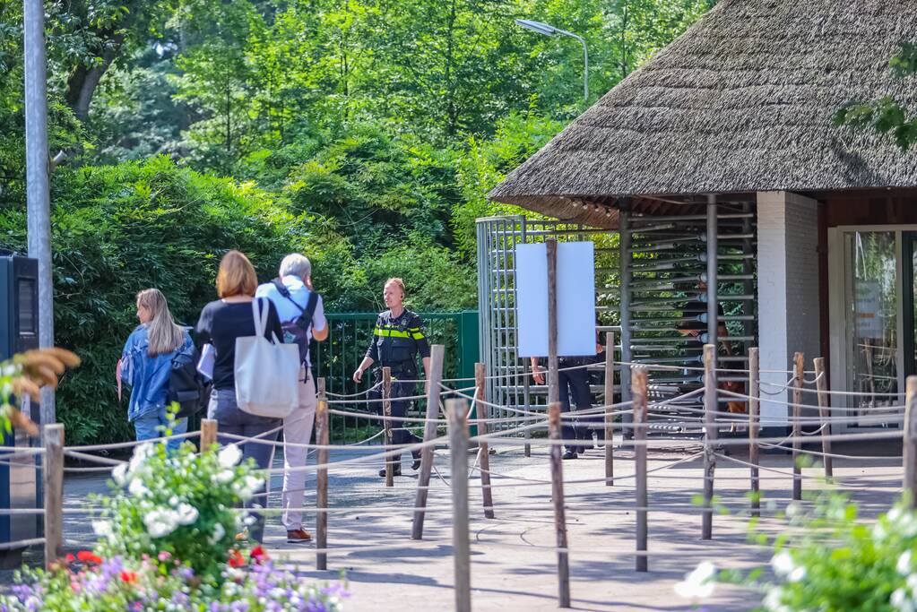 Twee wolven in Dierenpark Amersfoort ontsnapt uit hun verblijf