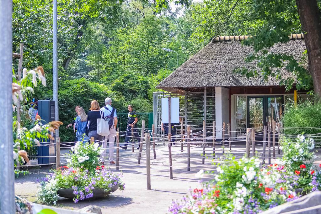 Twee wolven in Dierenpark Amersfoort ontsnapt uit hun verblijf