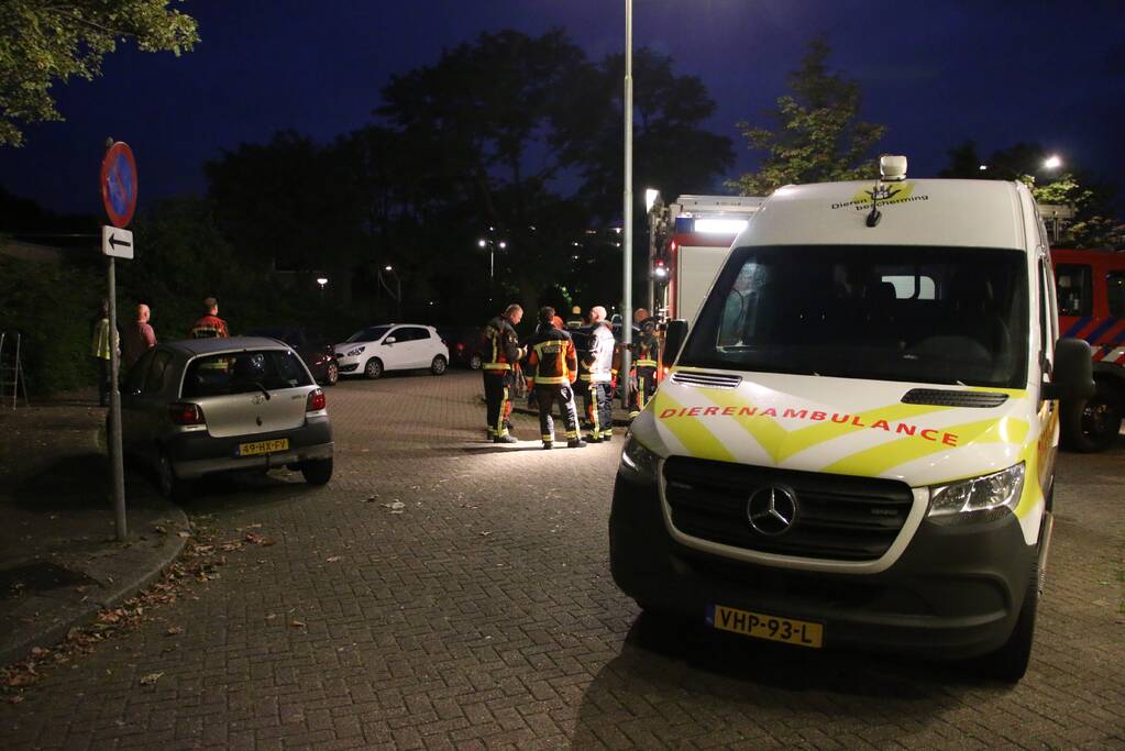 Duif met visdraad om poot gered uit boom