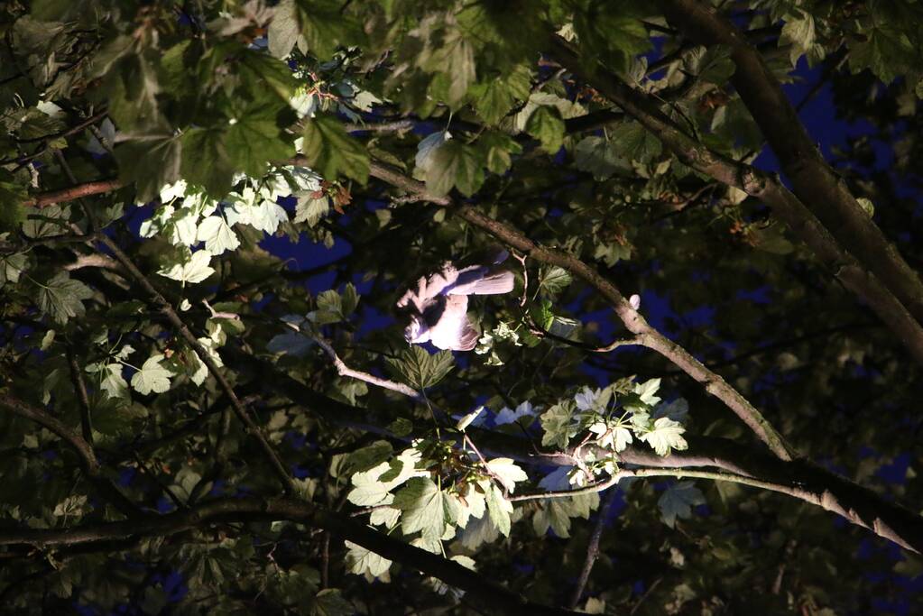 Duif met visdraad om poot gered uit boom