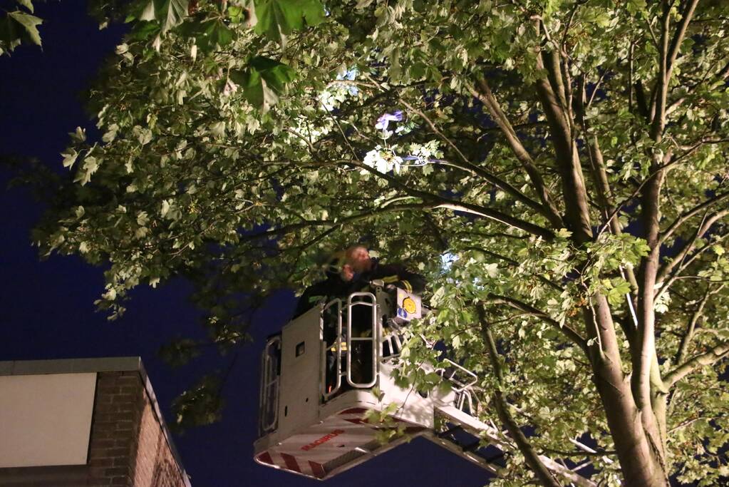 Duif met visdraad om poot gered uit boom