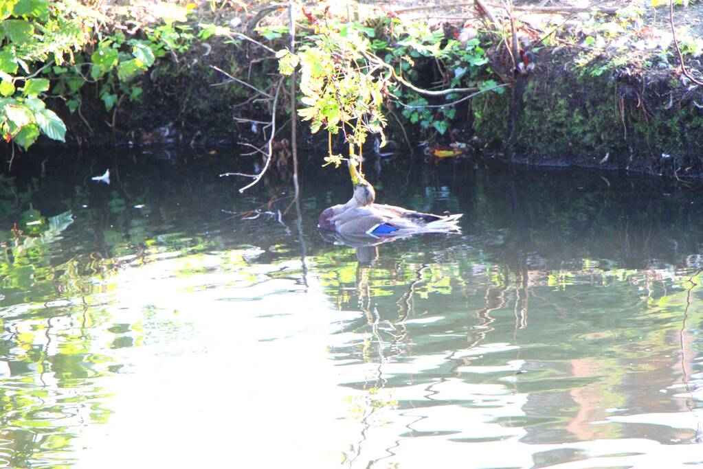 Brandweer redt eend in problemen
