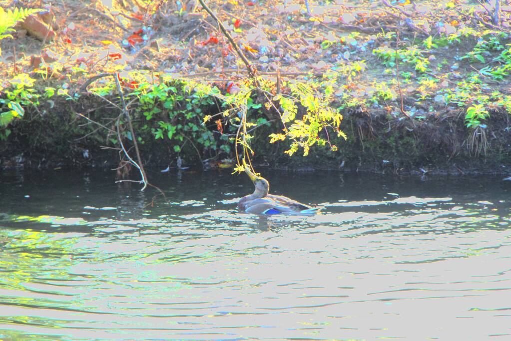 Brandweer redt eend in problemen