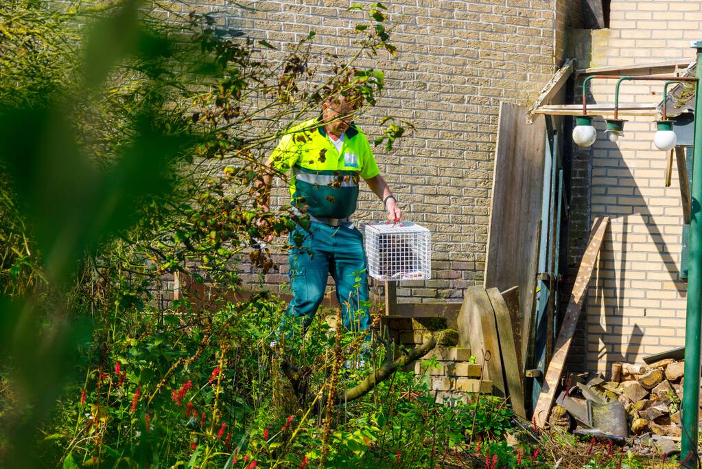 Kat twee dagen vast tussen spouwmuren