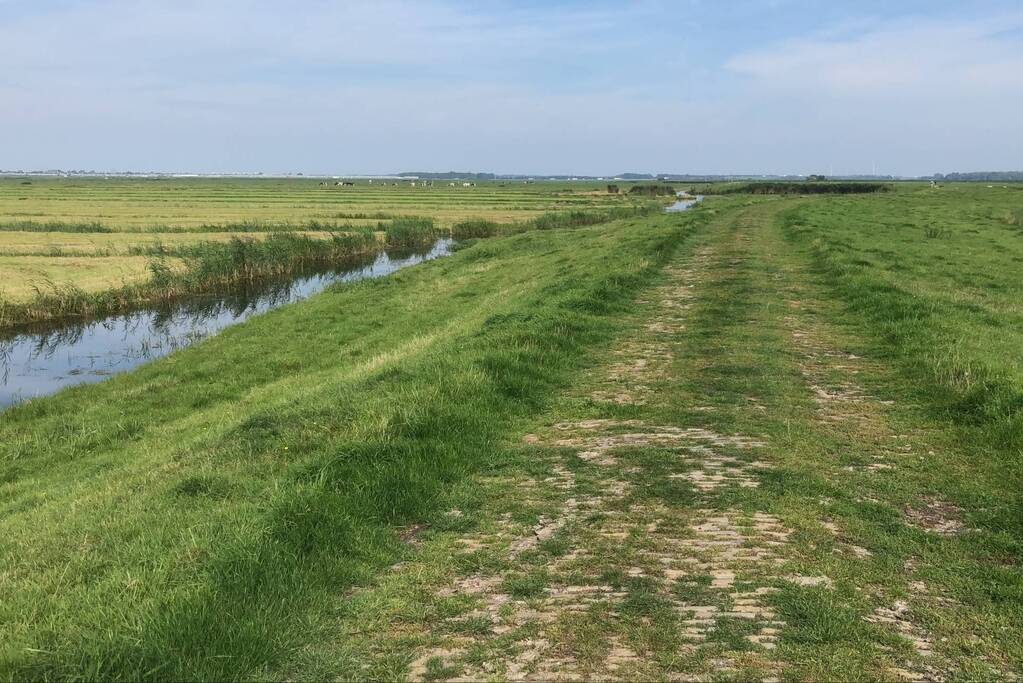 Koe belandt in sloot