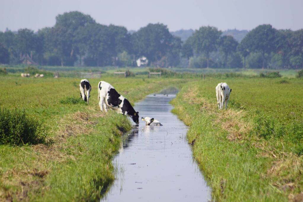 Koe belandt in sloot