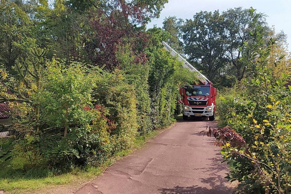 Brandweer bevrijdt duif uit boom op vakantiepark Landal