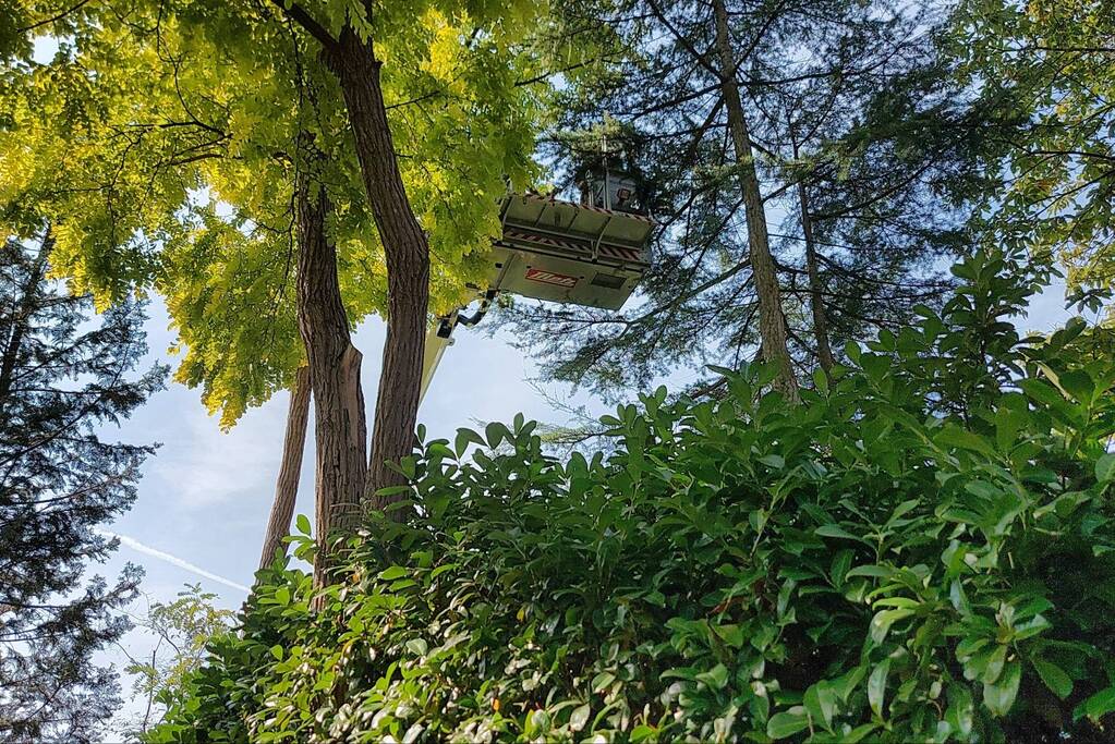 Brandweer bevrijdt duif uit boom op vakantiepark Landal