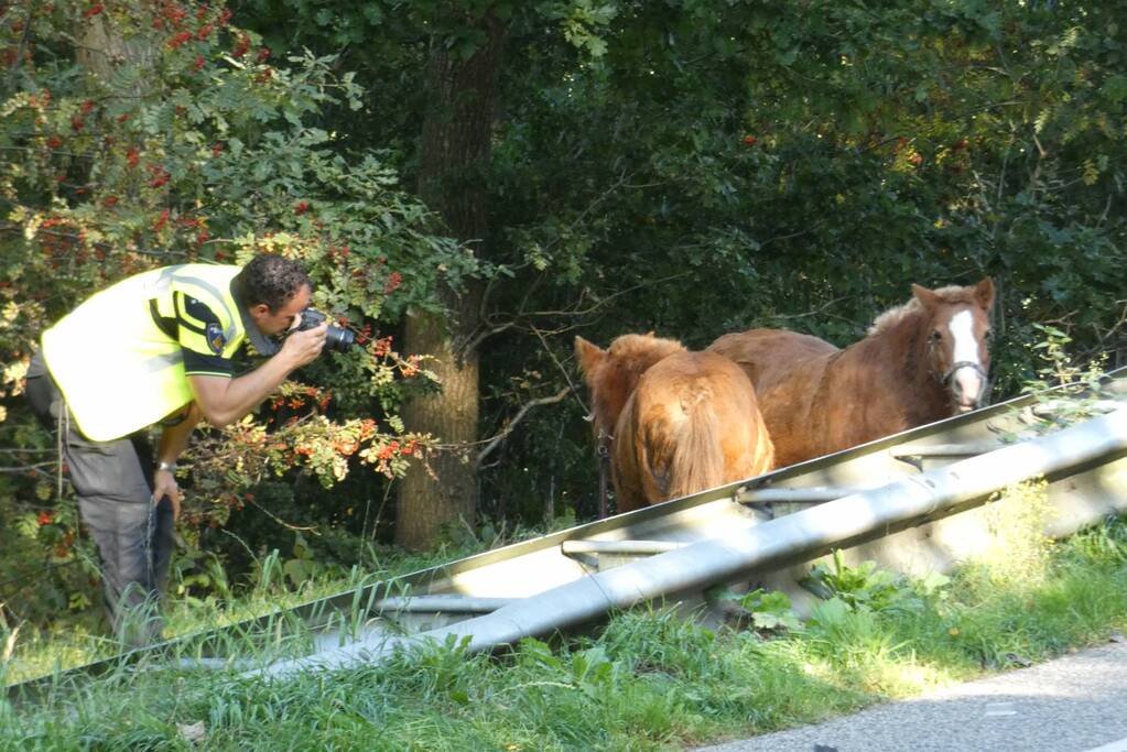 Zwaargewonde na ongeval met rijtuig