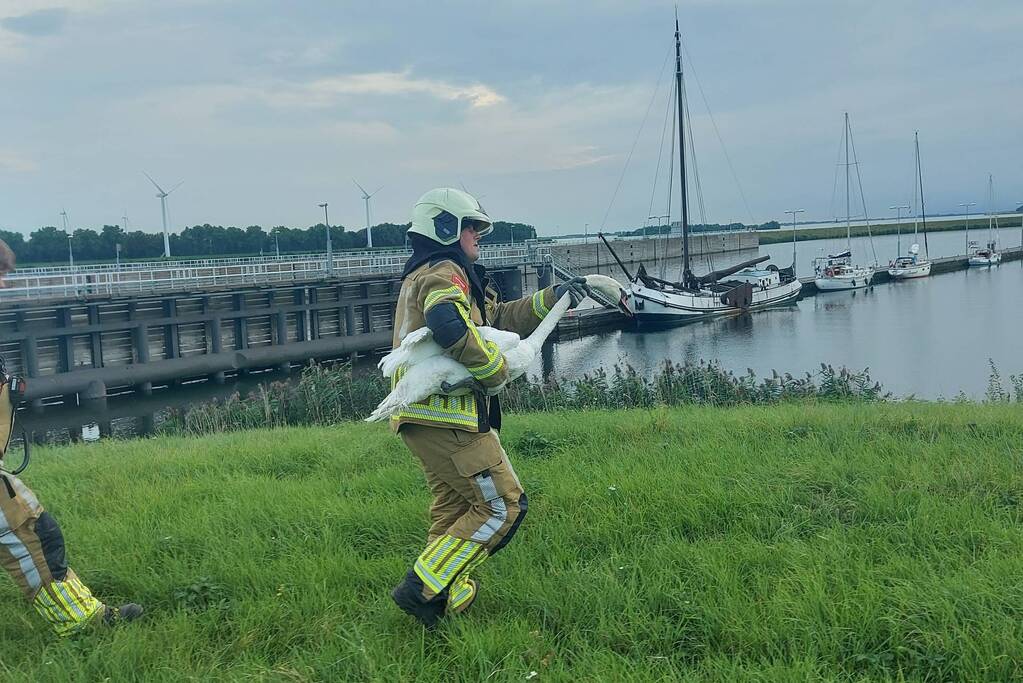 Zwaan komt vast te zitten achter hek