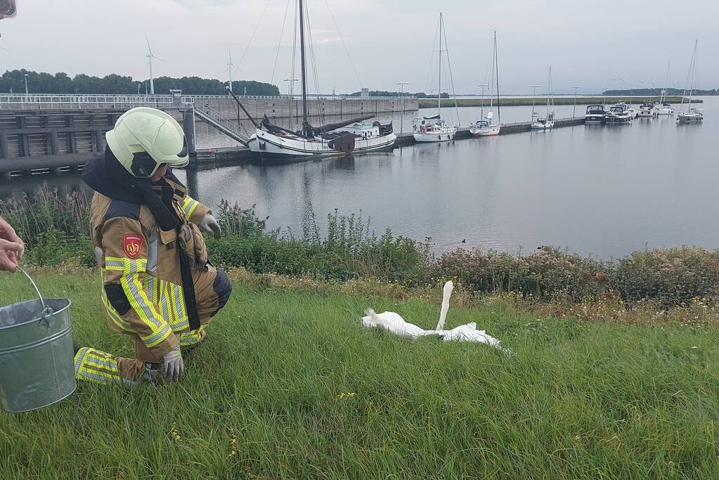 Zwaan komt vast te zitten achter hek