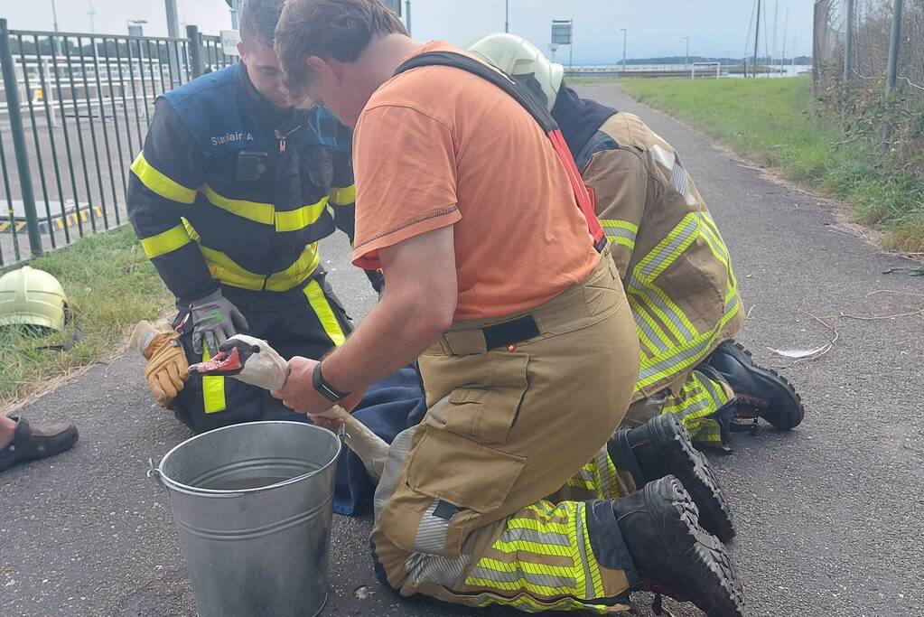 Zwaan komt vast te zitten achter hek