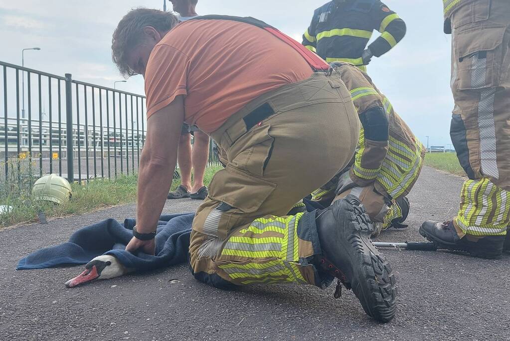 Zwaan komt vast te zitten achter hek