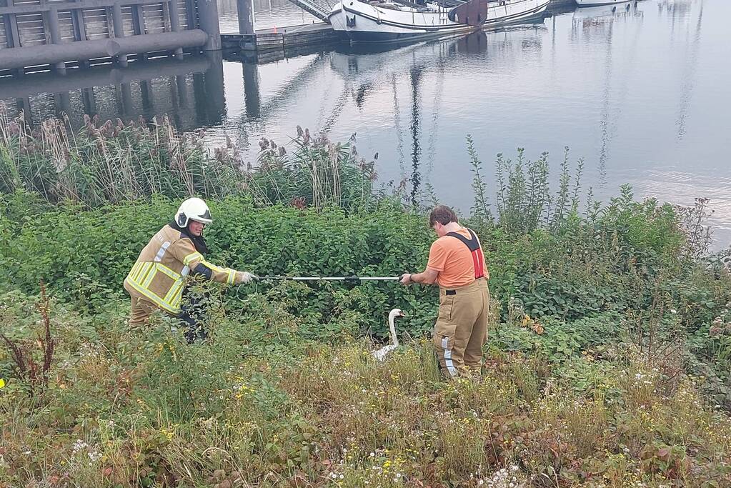 Zwaan komt vast te zitten achter hek