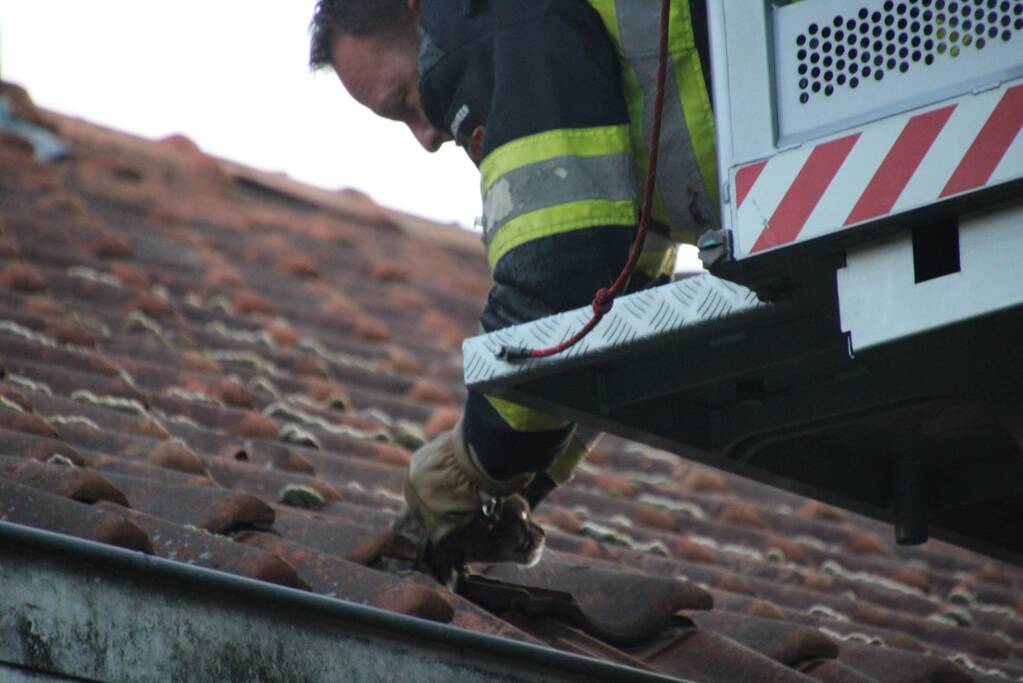 Vermiste kat Chico aangetroffen onder dakpan