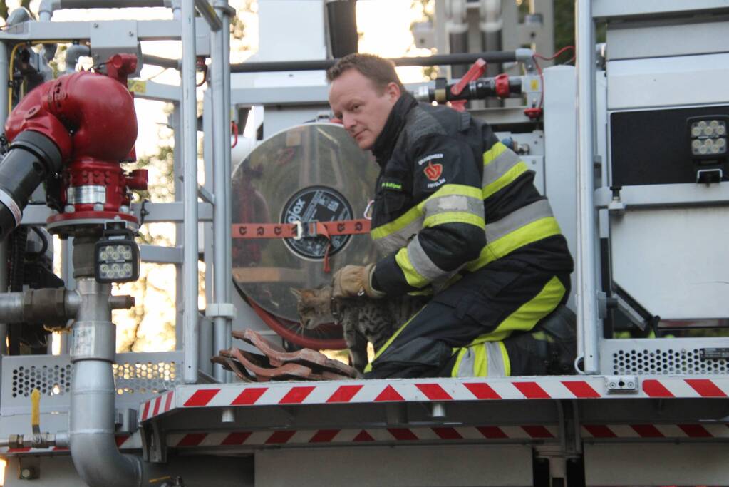 Vermiste kat Chico aangetroffen onder dakpan