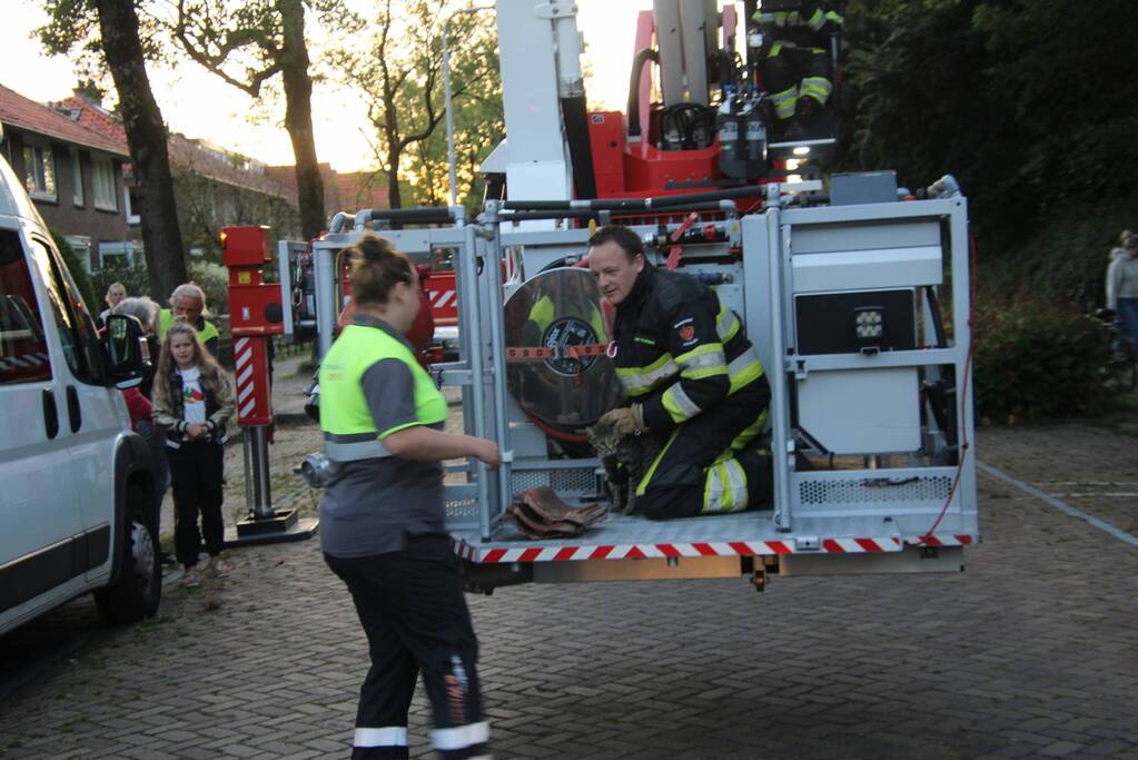 Vermiste kat Chico aangetroffen onder dakpan