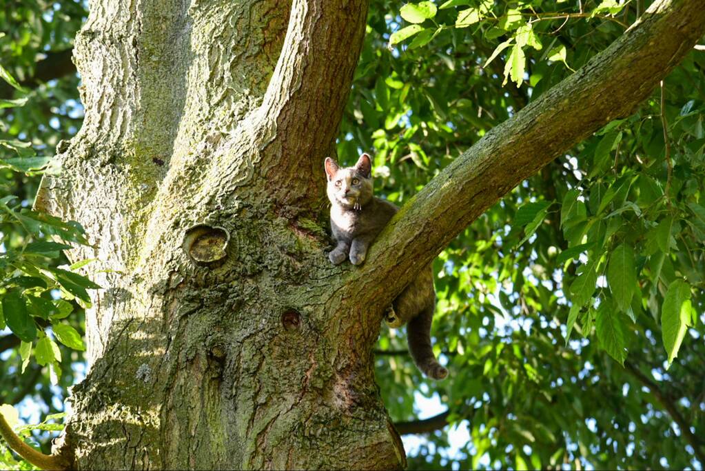 Brandweer haalt kat uit de boom