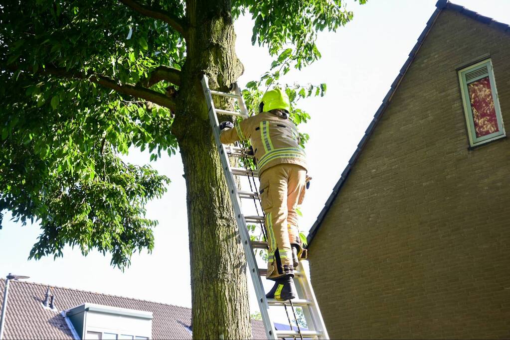 Brandweer haalt kat uit de boom