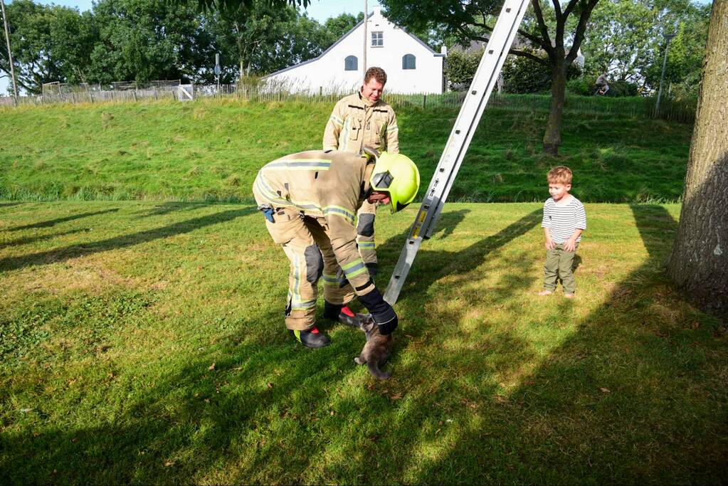 Brandweer haalt kat uit de boom