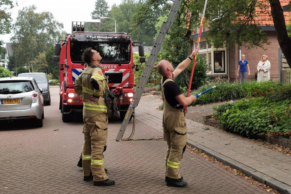 Kat kiest hazepad na reddingsactie brandweer