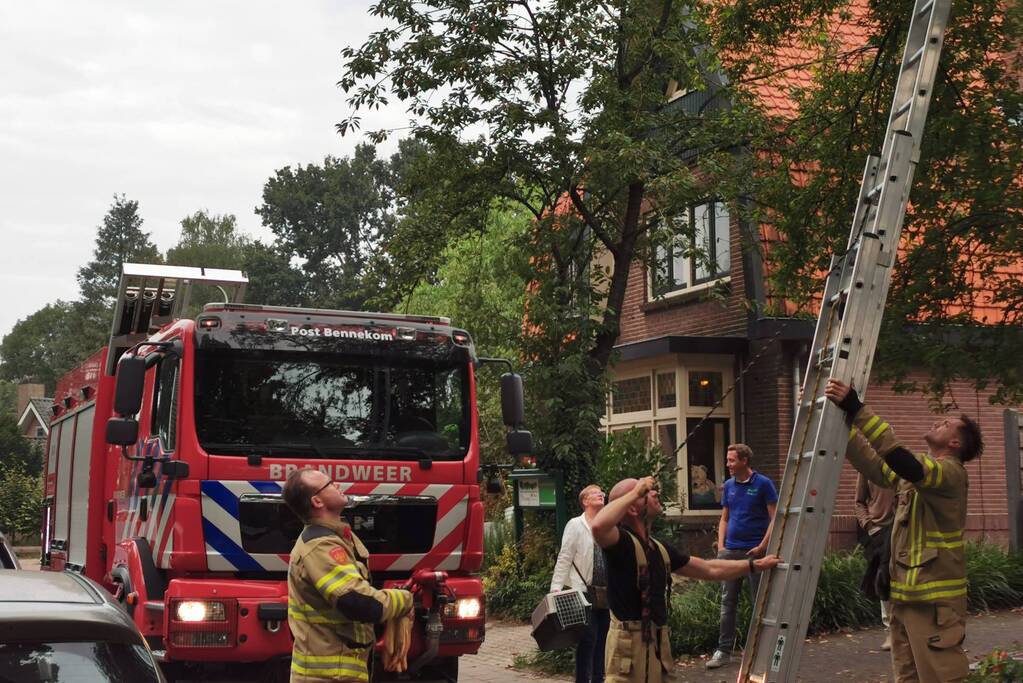 Kat kiest hazepad na reddingsactie brandweer